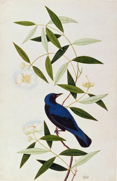 मलक्का से पक्षियों के चित्र से बोराह फारलीह, c.1805-18 (कागज पर wc) द्वारा चीनी स्कूल