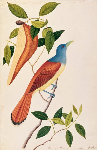 मलक्का से पक्षियों के चित्रांकन से बोरोंग सेलि-आह, c.1805-18 (कागज पर wc) द्वारा चीनी स्कूल
