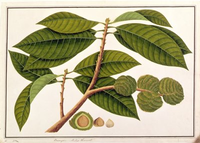 मलक्का से पौधों के चित्र से, चोकर या मलय चेस्टनट, c.1805-18 (कागज पर wc) द्वारा चीनी स्कूल