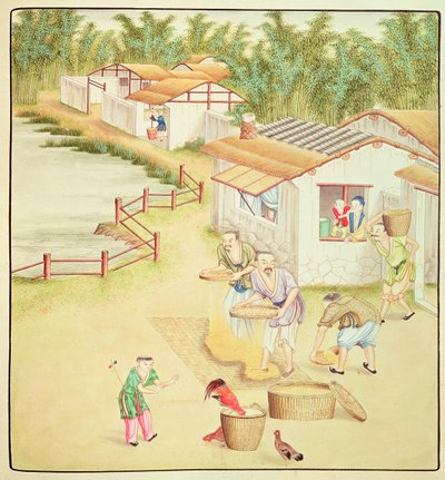 चीनी किसान चावल भेजते हैं द्वारा चीनी स्कूल
