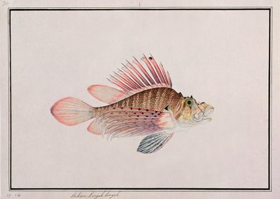 मलक्का से मछलियों के चित्रण से ईकन लीनकह सिंघा, c.1805-18 (कागज पर wc) द्वारा चीनी स्कूल