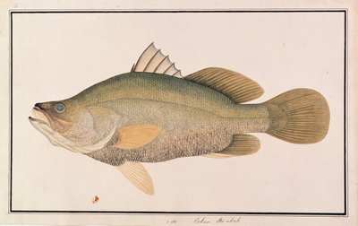 मलक्का से मछलियों के चित्र से विशालकाय समुद्री पर्चे, c.1805-18 (कागज पर wc) द्वारा चीनी स्कूल