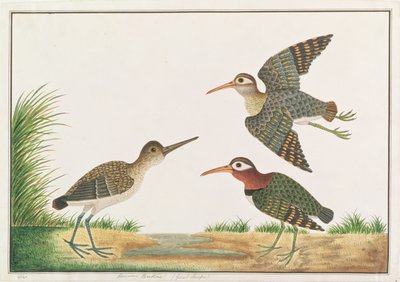 मलक्का से पक्षियों के चित्र, ग्रेटर पेंट-स्निप, c.1805-18 (कागज पर wc) द्वारा चीनी स्कूल