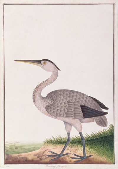 मलक्का से पक्षियों के चित्र से ग्रे हेरॉन, c.1805-18 (कागज पर wc) द्वारा चीनी स्कूल
