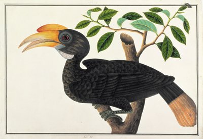 केके, मलक्का से पक्षियों के चित्र से, c.1805-18 (कागज पर wc) द्वारा चीनी स्कूल