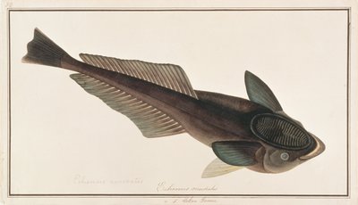 मलक्का से मछलियों के चित्रण से लाइव शार्कसकर, c.1805-18 (कागज पर wc) द्वारा चीनी स्कूल