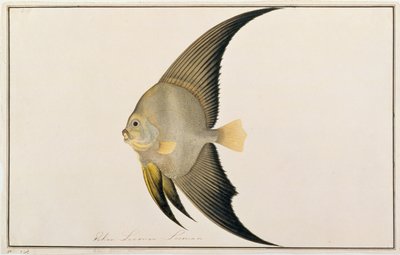 मलक्का से मछलियों के चित्र से लंबी-चौड़ी बैटफिश, c.1805-18 (कागज पर wc) द्वारा चीनी स्कूल