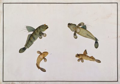 मड फिश, ब्लडो चीना, ब्लडो ला-अयस्क, मलक्का से मछलियों के चित्र, c.1805-18 (कागज पर wc) द्वारा चीनी स्कूल