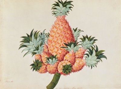 नाना या अनानास, मलक्का से पौधों के चित्र से, c.1805-18 (कागज पर wc) द्वारा चीनी स्कूल
