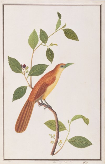 रैफल्स माल्कोहा, ड्रॉइंग ऑफ बर्ड्स ऑफ मलक्का से, c.1805-18 (wc कागज पर) द्वारा चीनी स्कूल
