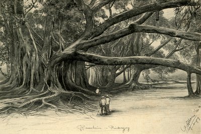 Buitenzorg, Java, 1898 में विशालकाय पेड़। द्वारा क्रिश्चियन विल्हेम एलर्स
