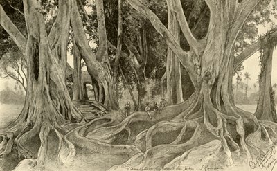 वानस्पतिक उद्यान में विशालकाय पेड़, पेराडेनिया, कैंडी, सीलोन, 1898। द्वारा क्रिश्चियन विल्हेम एलर्स
