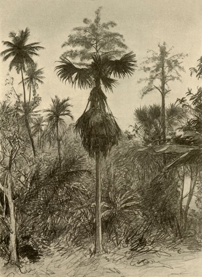 फूल के बाद तालिपोट पाम, सीलोन, 1898। द्वारा क्रिश्चियन विल्हेम एलर्स