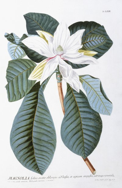 मैगनोलिया, 1750-1773 द्वारा क्रिस्टोफ जैकब ट्रे
