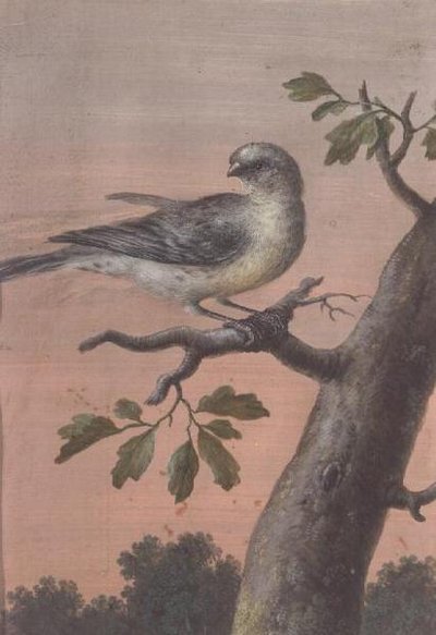 एक शाखा पर एक पक्षी, (गौचे), (60075 देखें) द्वारा क्रिस्टोफ लुडविग एग्रीकोला