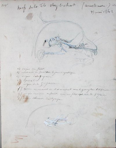 एक बिल्ली के सिर में तंत्रिका तंत्र, मई 1842 (कागज पर पेंसिल) द्वारा क्लाउड बर्नार्ड