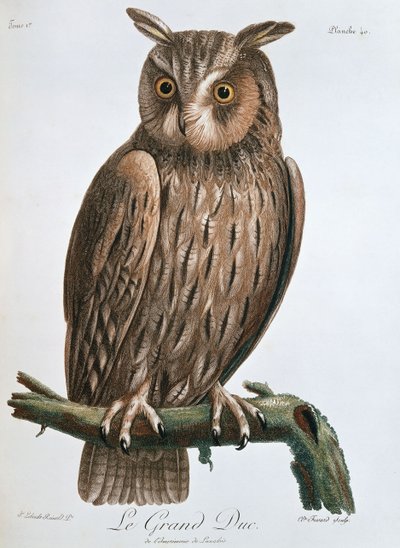 द ग्रैंड ड्यूक ", ईगल-आउल, 1799-1808 द्वारा क्लाउड फेस्वर्ड