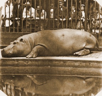 हिप्पोपोटेमस, लंदन चिड़ियाघर, 1852 (सेपिया फोटो) द्वारा कॉम्टे डे मोंटिज़ोन जुआन