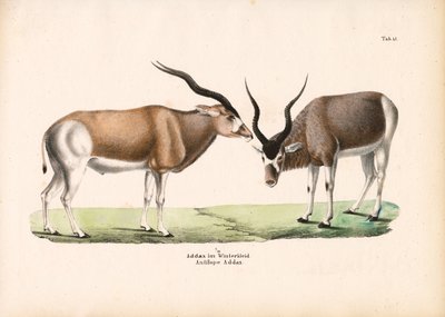  द्वारा कॉनराड कुल्लू