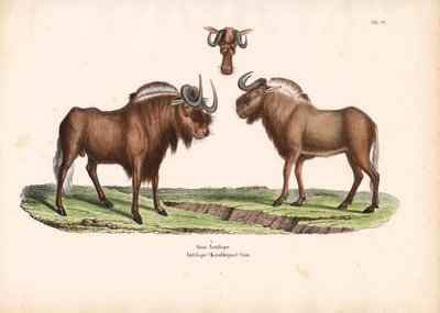  द्वारा कॉनराड कुल्लू