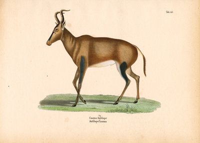  द्वारा कॉनराड कुल्लू