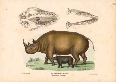  द्वारा कॉनराड कुल्लू