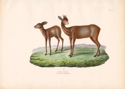  द्वारा कॉनराड कुल्लू