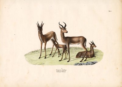  द्वारा कॉनराड कुल्लू