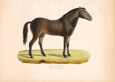  द्वारा कॉनराड कुल्लू