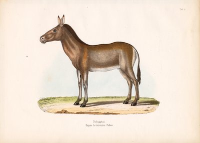  द्वारा कॉनराड कुल्लू