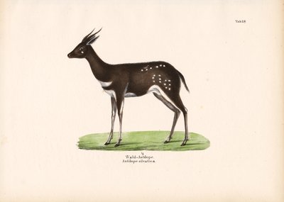  द्वारा कॉनराड कुल्लू