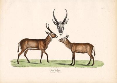  द्वारा कॉनराड कुल्लू