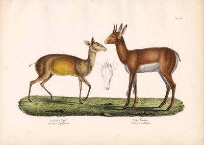  द्वारा कॉनराड कुल्लू