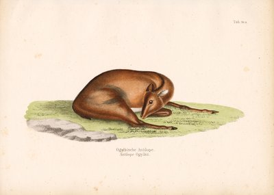  द्वारा कॉनराड कुल्लू