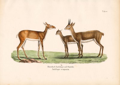  द्वारा कॉनराड कुल्लू