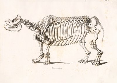  द्वारा Conrad Kull