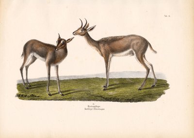  द्वारा कॉनराड कुल्लू