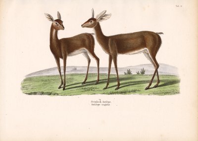  द्वारा कॉनराड कुल्लू