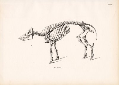  द्वारा कॉनराड कुल्लू