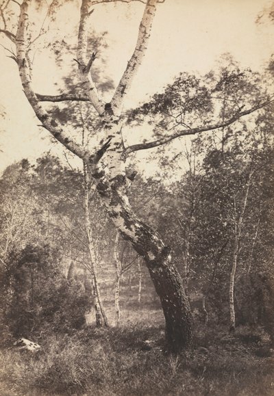 बर्च ट्री का अध्ययन, बारबिजोन, 1860-1870 के दशक। द्वारा लगातार अलेक्जेंड्रे फैमिन