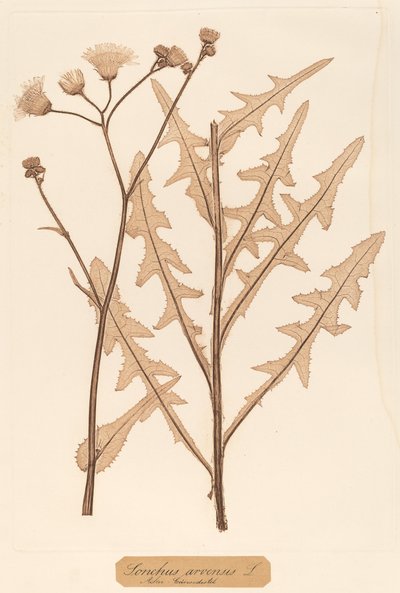 Sonchus arvensis द्वारा कॉन्स्टैटिन वॉन एटिंगहौसेन और एलोइस पोकोर्न्य
