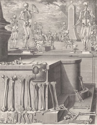 अप्रकाशित 'एटलस एनाटोमिको' के लिए प्लेट, प्लेट सीए। 1680-9..., प्लेट सीए। 1680-94, 1740 मुद्रित। द्वारा क्रिसोस्टोमो मार्टिनेज