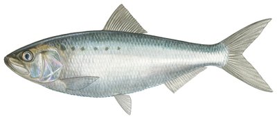 अमेरिकी शाद (जल रंग) द्वारा डेमस्ट्रा एमिली