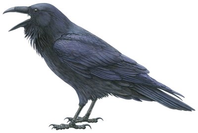 सामान्य रेवेन (जल रंग और गौचे) द्वारा डेमस्ट्रा एमिली