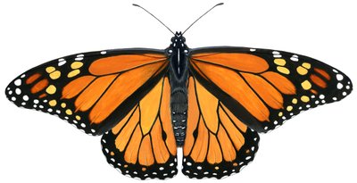 मोनार्क तितली (गौचे) द्वारा डेमस्ट्रा एमिली