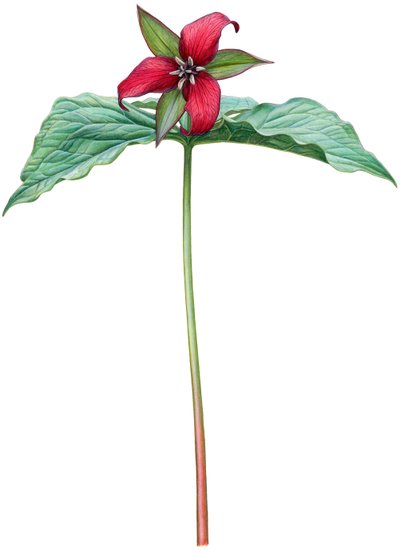 लाल ट्रिलियम (जल रंग और गौचे) द्वारा डेमस्ट्रा एमिली