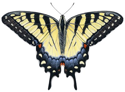 टाइगर स्वैलोटेल तितली (गौचे) द्वारा डेमस्ट्रा एमिली