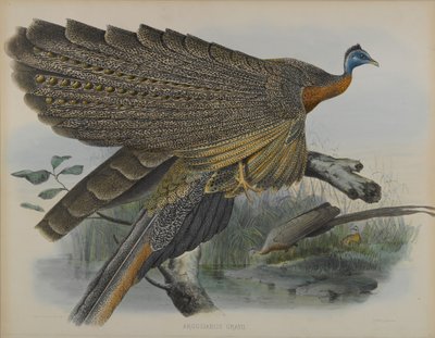Argusianus Greii (रंग लिथो) द्वारा डेनियल गिरौद और गोल्ड जॉन इलियट