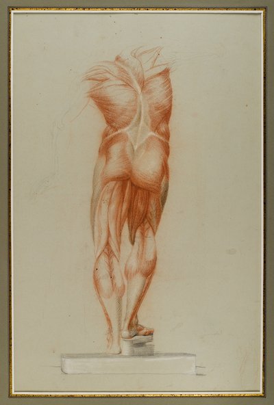 Écorché (चित्रा अध्ययन का मांसलता), c.1848 (कागज पर चाक और ग्रेफाइट) द्वारा डैनियल हंटिंगटन