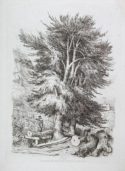 बीच नं। 18, युवा शुरुआती के लिए लैंडस्केप पर प्रगतिशील सबक से चित्रण, 1816 (नरम जमीन नक़्क़ाशी) द्वारा डेविड कॉक्स